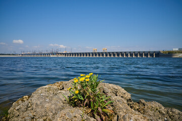 Flower near hydroelectric power station