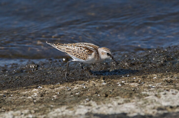 Little stint walks along the shore