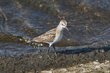 Calidris minuta