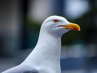 A detailed close up of a seagull's head from the side The bird's intelligent eye and the subtle coloration of its beak are clearly visible making for a captivating wildlife portrait photo