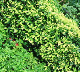 Dense Green Shrubs and Foliage Creating a Natural Wall