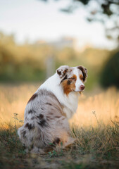 Outdoors photo of red merle australian shepherd dog sits with his back to the camera on light...