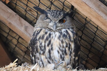 great horned owl in a barn
