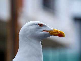 A tight close up portrait of a seagull's head with a focus on its bright yellow beak and eye The bird is looking to the left and the shallow depth of field creates a lovely blurred background