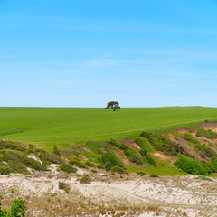 A single tree stands on a wide green hilltop above sandy coastal dunes under a clear blue sky.