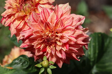 red dahlia flower in garden