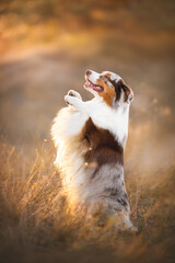 Outdoors photo of happy red merle australian shepherd dog doing bunny trick in sunset rays light...