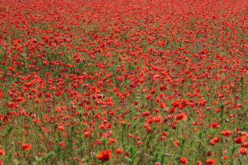 field of red poppies