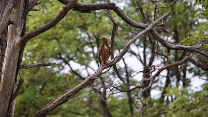 Tawny eagle in the Okavango delta
