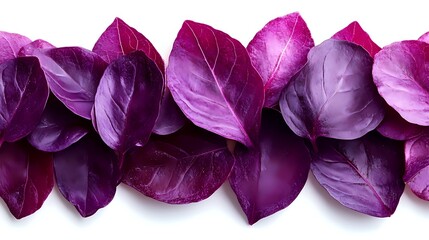 Purple basil leaves arranged in row showing vibrant color and detailed leaf texture on white background, fresh culinary herb for cooking and garnish.