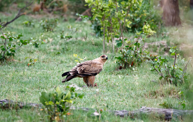 Tawny eagle in the Okavango delta