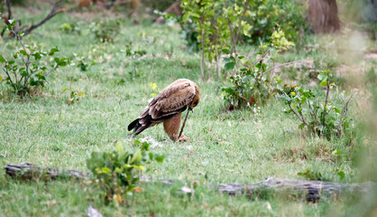 Tawny eagle in the Okavango delta