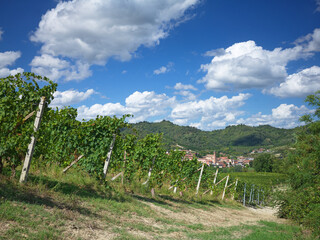 Obraz premium vineyard in Piedmont Italy with a view of the castle of Monticello d'Alba