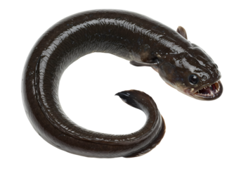 Closeup Studio Shot of a Single Raw European Eel Anguilla anguilla Curled in a CShape on White Background isolated on transparent background
