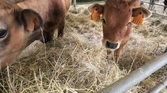 A close up video of brown cows eating hay in a barn The Essence of Rural Life