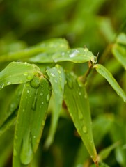 Feuille