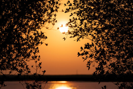 Doha, Qatar - September 07, 2025: The Sun Setting Behind Silhouetted  Trees view Irkaya farm Doha Qatar
