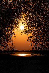 Doha, Qatar - September 07, 2025: The Sun Setting Behind Silhouetted  Trees view Irkaya farm Doha Qatar