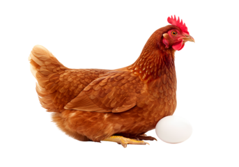 Rhode Island Red Hen and Freshly Laid Egg isolated on transparent background