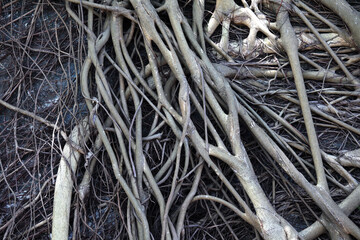 Intricate Patterns of Roots in a Natural Forest Environment