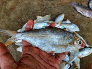 lots of fish of different varieties in Asian fish market