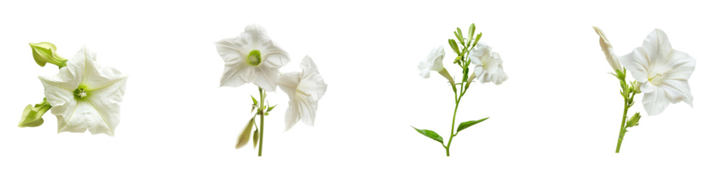 Isolated moonflower blossoms showcase their pristine beauty delicate features