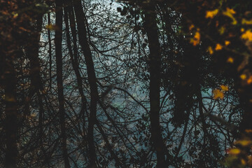 sagome scure di alberi spogli, in autunno, che si riflettono al contrario sullo specchio d'acqua ferma di una pozzanghera