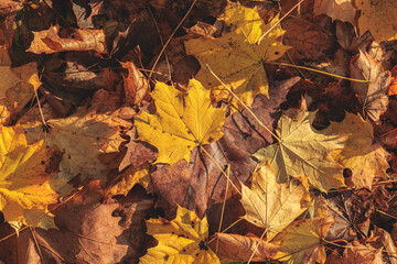 foglie secche e dalle sfumature di colori caldi come giallo e marrone, cadute da un albero sopra un terreno naturale, in autunno