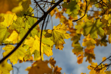 grandi foglie di acero dai colori autunnali, attaccate ai rami di un albero, di giorno, all'aperto, in autunno