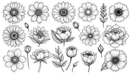 Black and white floral line art collection