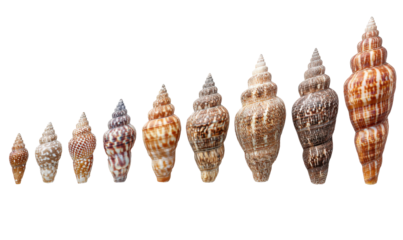 A row of seashells of varying sizes and patterns