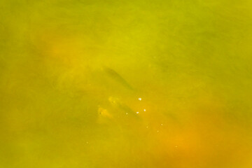 Many fish swim in yellow green pond lake water Thailand.