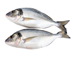 Two fresh fish isolated