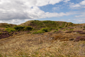 Vibrant heather landscape under a cloudy sky in a serene nature setting during summer