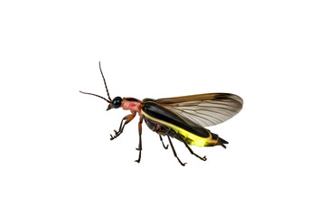 Glowing Firefly on Black Background isolated on transparent background