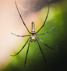 Macro close-up of a golden orb-weaver spider (genus Nephila) resting on its intricate web. The spider’s long legs and elongated body are clearly visible, with fine details of the silk threads.