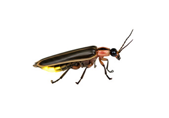 Closeup Photograph of a Firefly at Night isolated on transparent background