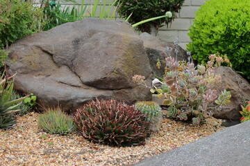 Cactus garden with stone in the botanical garden, stock photo