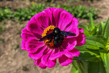 Black carpenter bee collecting nectar from a vibrant pink zinnia flower on a sunny day.