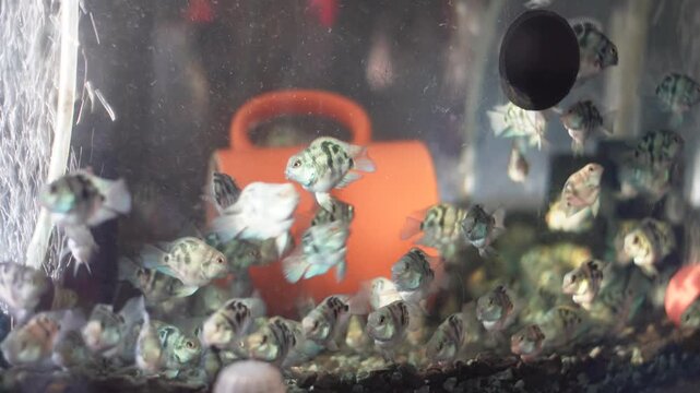 polar parrot fish, aquarium, PolarParrotCichlid, AquariumFish, Cichlid, Aquascaping, ,FishTank.