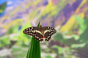 Papilio demodocus, the Citrus swallowtail or Christmas butterfly sitting on leaf in outdoor garden background. Butterfly with black and white wings, Papilionidae close up, macro.