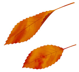 落ち葉　紅葉　水彩風
