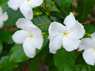 Close-up of a White Crape Jasmine Flower