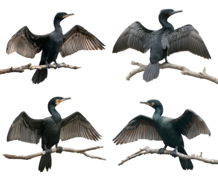 Four doublecrested cormorants perched on branches isolated on transparent background in a studio shot with wings spread
