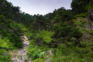 mountain landscape with trees