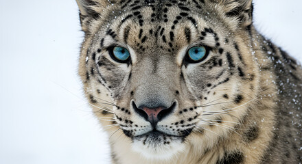 Naklejka premium A majestic snow leopard with striking blue eyes stares intently, its thick fur dusted with snow, International Day of the Snow Leopard
