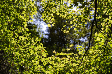 green leaf background