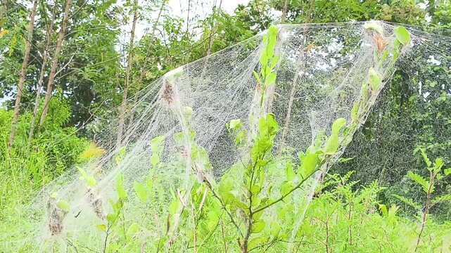 Fall Webworms and Natures Web-Building Caterpillars on Trees