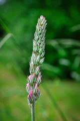 Zarte Knospen im Aufbruch - Natur im Detail - Die Eleganz des Wachsens