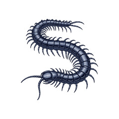 Vector illustration of a centipede with a white background